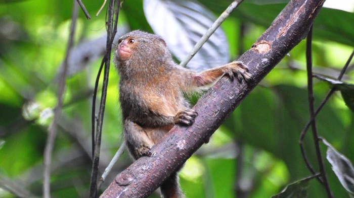 Le plus petit singe du monde menacé à cause de l’année du singe